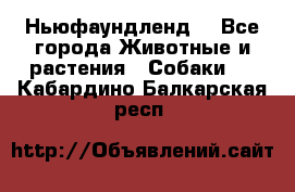 Ньюфаундленд  - Все города Животные и растения » Собаки   . Кабардино-Балкарская респ.